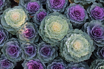 Ornamental cabbage (Brassica oleracea) in autumn garden