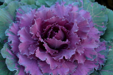 Ornamental cabbage (Brassica oleracea) in autumn garden