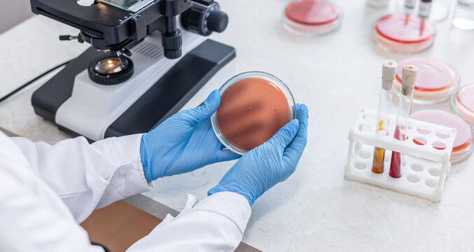 Cropped portrait of young woman preparing test sample in petri dish while working on research in medical laboratory
