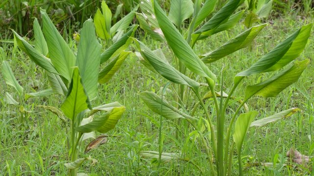 Close-up of green turmeric plants growing in dense natural vegetation
