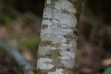 Macro close-up of a tree bark texture with a lichen pattern, featuring a small insect resting on...
