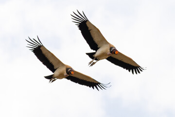 Flying king - king vulture (Sarcoramphus papa)