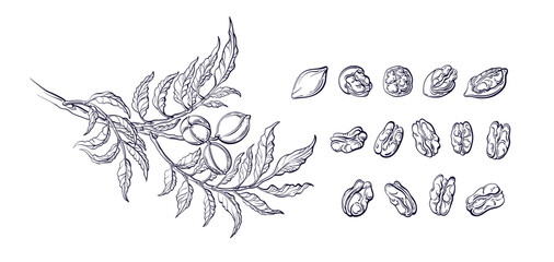 Pecan tree, branch with leaves and nut. Vector set