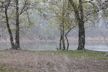 A flock of wild ducks on the shore of a lake in the snowy day in spring