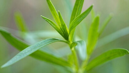 Obraz premium Close-up of vibrant green plant leaves