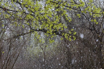 First snow in the spring forest in March month