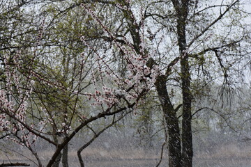 Peach blossom in the snowy day on the shore of the lake