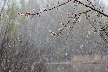 Peach blossom in the snowy day on the shore of the lake