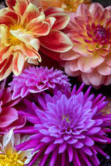A Bouquet Of Mixed Colour Dahlias