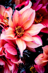 A Bouquet Of Mixed Colour Dahlias