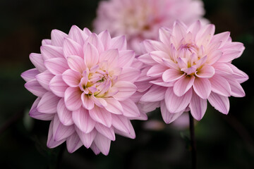 Obraz premium Pink Summer Dahlias