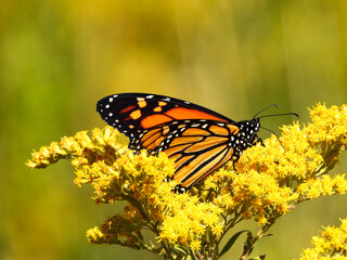 Monarch on the goldenrods on a sunny afternoon 