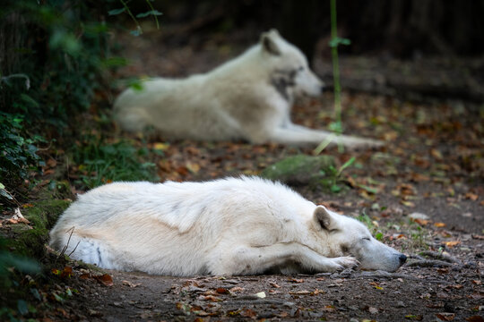 Deux loups blanc couch&eacute; dans un coin de for&ecirc;t