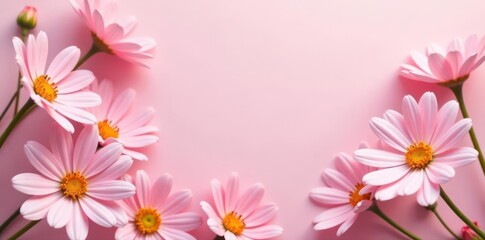 Fototapeta premium Pastel pink edelweiss floral background, vertical, social media story template , copy space, elegant