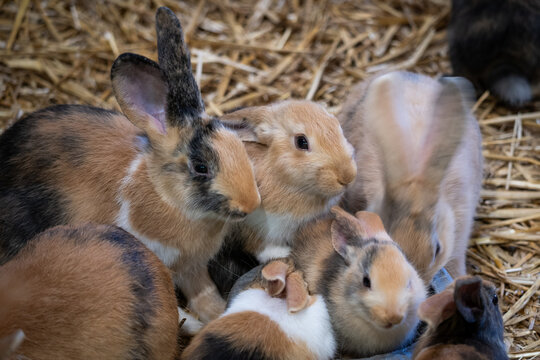 Groupe de petit lapins les uns sur les autres sur un lit de paille