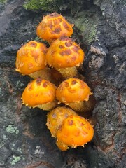 yellow chanterelle mushrooms