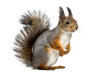 Fototapeta premium coto hater realistic standing squirrel PNG