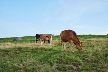 Fototapeta premium 牧場の風景