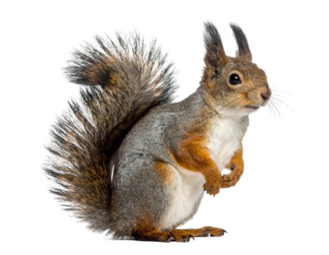  coto hater realistic standing squirrel PNG