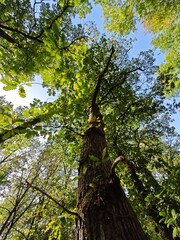 Tall tree with vibrant green leaves reaching for the clear blue sky in a forest during daytime