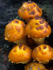 Close-up Golden Scalycap mushrooms with textured surface symbolizing natural woodland fungi against dark wood