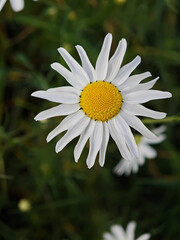 Fototapeta premium White daisy blooms in a green field during sunny summer afternoon
