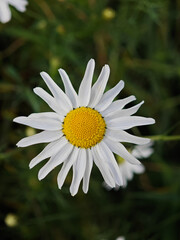 Obraz premium White chamomile blooms in a green garden under bright sunlight during the summer season