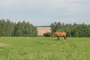 The horse stands gracefully in a green field with a bridle, displaying a calm demeanor. Surrounded by lush grass and delicate yellow flowers, the serene rural setting enhances its beauty.