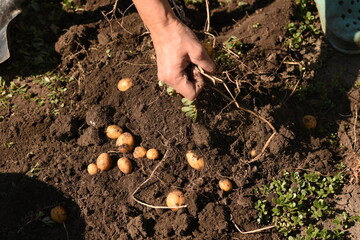 Close-up of a hand holding potato roots, with freshly harvested potatoes lying on the soil outdoors. Organic farming and harvest concept.