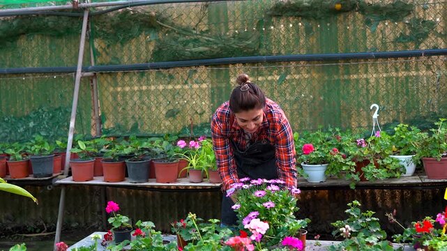Matue latin woman working in garden greenhouse - Plant nursery and small business concept 