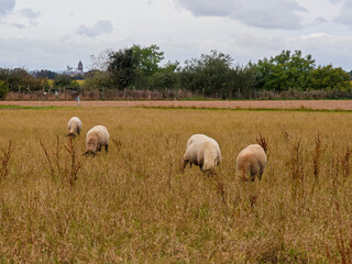Flock of sheep grazing in a field with a distant church tower in a rural landscape on a cloudy day