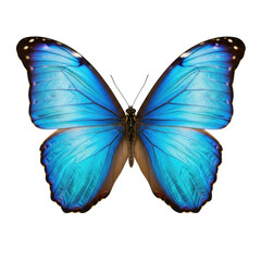 Obraz premium Iridescent blue Morpho butterfly, intricate patterns, delicate scales, isolated on transparent background, soft studio light, top-down macro view, concept of perfection nature and microcosm.