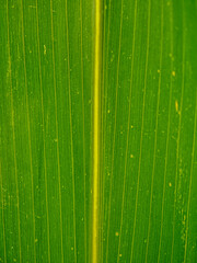 Close up view of a green leaf showcasing natural textures and vibrant details under soft lighting