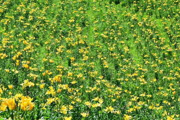 静岡県袋井市の可睡ゆりの園