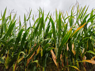 Fototapeta premium Tall green corn plants grow under cloudy skies in a fertile field during late summer