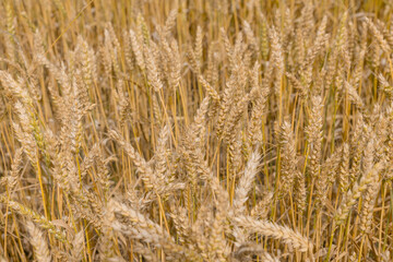 Fototapeta premium Gold wheat field. The idea of a rich harvest. Agriculture farm.