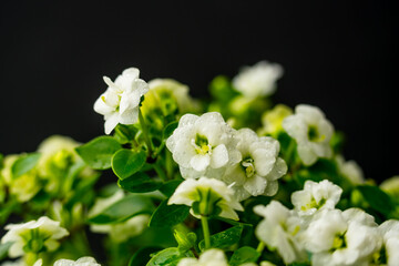 エキザカムの白い花を黒背景でマクロ撮影06