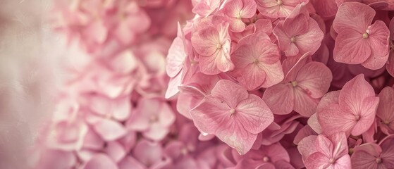 Vintage Pink Hydrangea Flowers. Dusty Pink Textured Wallpaper and pink wall copy space retro wallpaper spa.