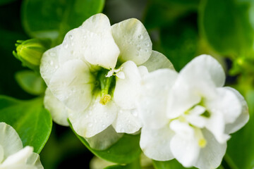 エキザカムの白い花を黒背景でマクロ撮影18