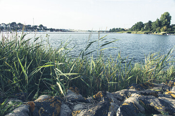 Rocky riverbank with green reeds and calm blue water under clear summer sky