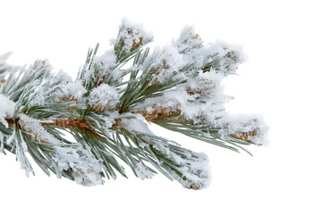  snow-covered evergreen branch, capturing the serenity of winter isolated on white background