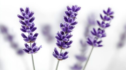 Naklejka premium Lavender Flowers