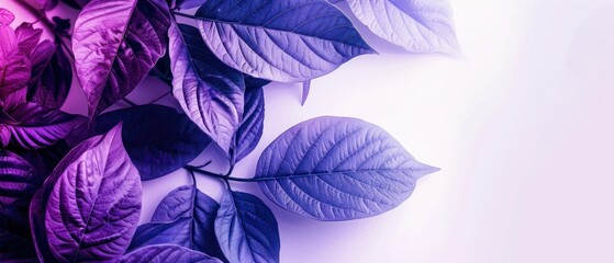 Copy space white background and purple leaf arrangement.