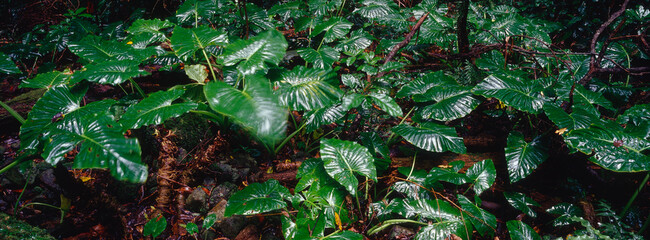 Fronds in the rainforest, Mount Warning, Queensland