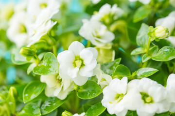 エキザカムの白い花を青背景でマクロ撮影06