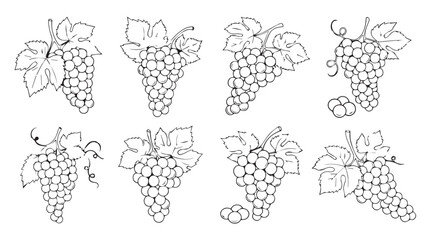 Set of eight detailed line art grape clusters with leaves for decorative food and beverage designs silhouette