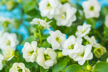 エキザカムの白い花を青背景でマクロ撮影0