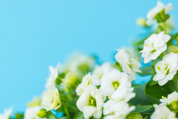 エキザカムの白い花を青背景でマクロ撮影23