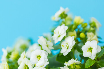 エキザカムの白い花を青背景でマクロ撮影25