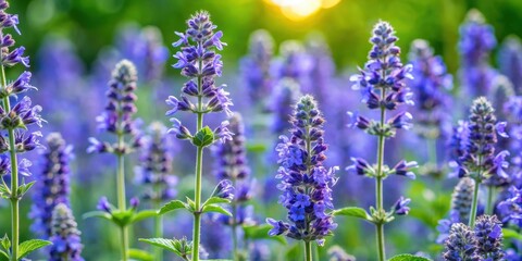 Obraz premium Densely packed Nepeta faassenii plant stems with vibrant blue flowers in a lush summer garden setting